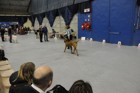 Asuka - International dogshow - Bourg en Bresse, France