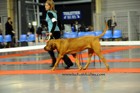 Asuka - International dogshow - Douai, France