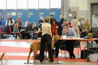 Asuka - International dogshow - Fribourg, Swiss