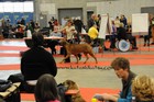 Chinzei - International dogshow - Fribourg, Swiss