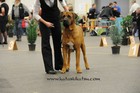 Chinzei - International dogshow - Fribourg, Swiss