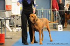 Asuka - International dogshow - Munchen, Germany