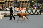 Asuka - International dogshow - Munchen, Germany
