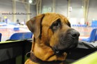 Chinzei - International dogshow - Munchen, Germany