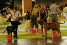 Asuka - World Dog Show 2011