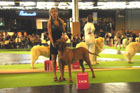 Asuka - World Dog Show 2011