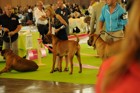 Chinzei - World Dog Show 2011