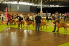 Chinzei - World Dog Show 2011