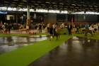 Chinzei - World Dog Show 2011