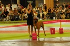 Chinzei - World Dog Show 2011